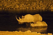 Biosphoto | 2059174 | Rhinocéros noir (Diceros bicornis) - Femelle et jeune dans la nuit au point d'eau éclairé du Camp Okaukuejo. Parc National d'Etosha, Namibie. | &copy; Thomas Dressler / Biosphoto