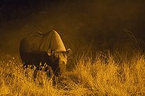 Biosphoto | 2059175 | Rhinocéros noir (Diceros bicornis) - Femelle la nuit dans les environs du point d'eau éclairé du Camp Okaukuejo. Parc National d'Etosha, Namibie. | &copy; Thomas Dressler / Biosphoto