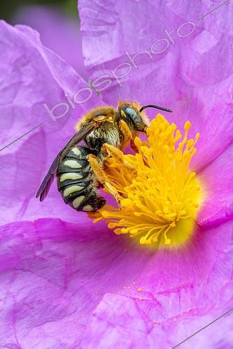 Biosphoto | 2602761 | Rhodanthidie (Rhodanthidium septemdentatum) sur une fleur de Ciste cotonneux (Cistus albidus), Alpes-de-Haute-Provence, France | &copy; Marie Aymerez / Biosphoto