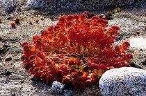 Biosphoto | 72407 | Rhodiola rosea, Groenland | &copy; Pierre Vernay / Polar Lys / Biosphoto