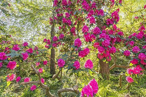 Biosphoto | 2580141 | Rhododendron 'Cynthia', in bloom | &copy; Alain Kubacsi / Biosphoto