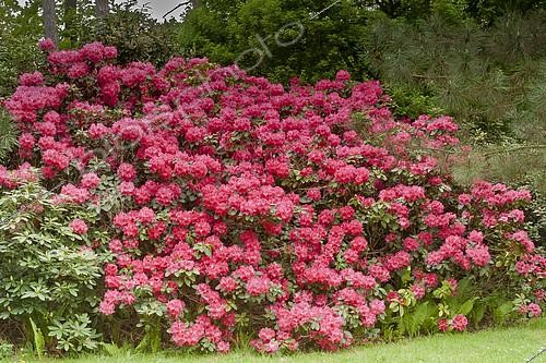 Biosphoto | 2153452 | Rhododendron 'Helena' en fleur dans un jardin | &copy; Alain Kubacsi / Biosphoto