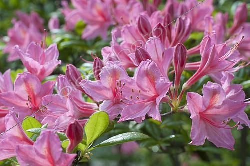 Biosphoto | 2142911 | Rhododendron 'Jolie Madame' en fleur dans un jardin | &copy; Frédéric Didillon / Biosphoto