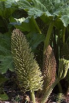 Biosphoto | 2601740 | Rhubarbe géante (Gunnera manicata), parc du domaine du Windeck, Ottrott, Bas-Rhin, France | &copy; Denis Bringard / Biosphoto