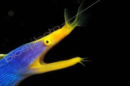 Biosphoto | 981585 | Ribbon Eel, Puerto Galera, Mindoro Island, Philippines | &copy; Borut Furlan / WaterFrame / Biosphoto