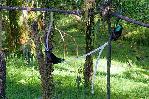 Biosphoto | 2620988 | Ribbon-tailed Astrapia (Astrapia mayeri), two males fighting, Papua New Guinea | &copy; Régis Cavignaux / Biosphoto