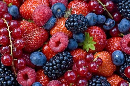 Biosphoto | 1086677 | Ribes, Fragaria, Rubus, Vaccinium | &copy; Elburg Botanic Media / Visions Pictures / Biosphoto