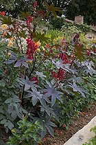 Biosphoto | 1250603 | Ricin 'Carmencita Ecarlate' dans un jardin potager fleuri | &copy; NouN / Biosphoto
