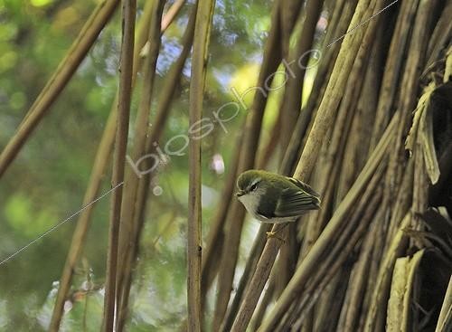 Biosphoto | 1919382 | Rifleman male with food in bill - New Zealand | &copy; David Tipling / Biosphoto