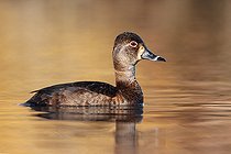 Biosphoto | 2413112 | Ring-necked Duck (Aythya collaris) female, British Columbia, Canada | &copy; Jan Wegener / BIA / Biosphoto
