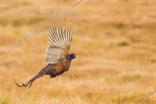 Biosphoto | 2059936 | Ring-necked Pheasant (Phasianus colchicus) flying. Scotland | &copy; Alain Roux / Biosphoto