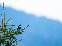 Biosphoto | 2601912 | Ring Ouzel (Turdus torquatus) on a tree. Slovakia, Tatra Mountains. | &copy; Ervin Horesnyík / Biosphoto