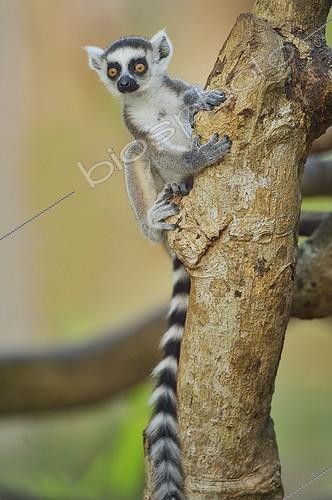 Biosphoto | 2056353 | Ring-tailed lemur on a trunk, Madagascar | &copy; Massimiliano Sticca / Biosphoto