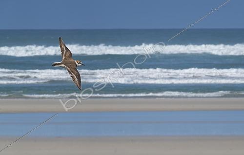 Biosphoto | 2622036 | Ringed Plover (Charadrius alexandrinus) in flight over the beach (digital composition), Brittany, France. | &copy; Michel Rauch / Biosphoto
