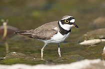 Biosphoto | 1610534 | Ringed Plover (Charadrius dubius) | &copy; Horst Jegen / imageBROKER / Biosphoto