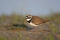 Biosphoto | 1537264 | Ringed Plover (Charadrius dubius), Lake Neusiedler See, Austria, Europe | &copy; Franz Christoph Robiller / imageBROKER / Biosphoto