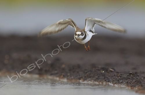 Biosphoto | 1934661 | Ringed Plover taking off from mud  - Finland  | &copy; Niko Pekonen / Biosphoto
