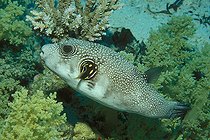 Biosphoto | 981135 | Ringed Puffer, Ras Mohammed, Sinai, Red Sea, Egypt | &copy; Borut Furlan / WaterFrame / Biosphoto