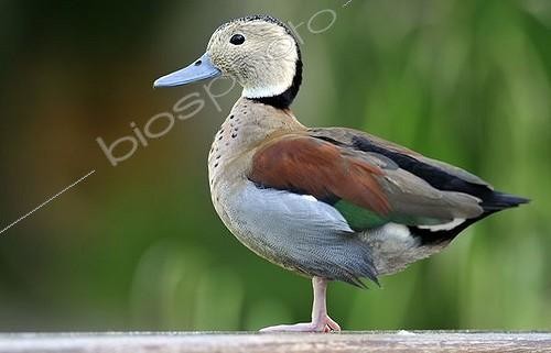 Biosphoto | 1171462 | Ringed Teal (Callonetta leucophrys) | &copy; Michael Weber / imageBROKER / Biosphoto