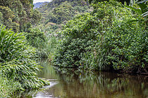 Biosphoto | 2497039 | Rio Ubatumirim, forêt Atlantique, Ubatuba, Etat de São Paulo, Brésil | &copy; Marie Aymerez / Biosphoto