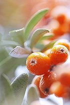 Biosphoto | 1607630 | Ripe Common Sea-buckthorn (Hippophae rhamnoides) berries on a shrub, Tuscany, Italy, Europe | &copy; Michael Peuckert / imageBROKER / Biosphoto