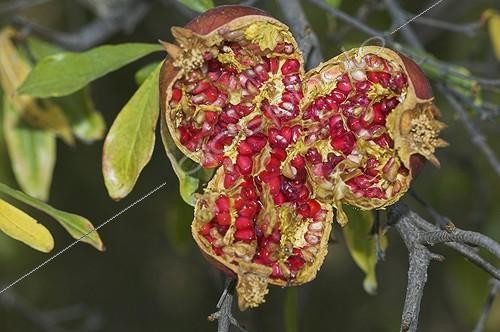 Biosphoto | 172160 | Ripe grenada Andalusia Spain  | &copy; Jose Antonio Jimenez Saez / Biosphoto