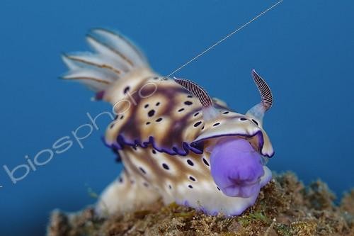 Biosphoto | 1900280 | Risbecias de Tryon sortant sa bouche Indonésie | &copy; Fabien Michenet / Biosphoto
