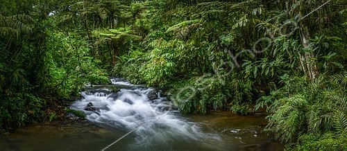 Biosphoto | 2597728 | Rivière de montagne. Intérieur de forêt. Forêt impénétrable de Bwindi. Ouganda | &copy; Roger de La Harpe / Biosphoto