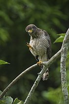 Biosphoto | 2608774 | Roadside Hawk (Rupornis magnirostris), Madre de Dios, Peru | &copy; MBailey / imageBROKER / Biosphoto