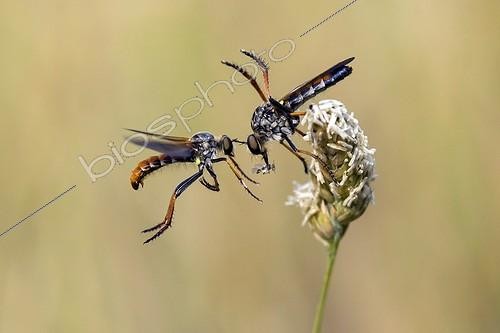 Biosphoto | 2059497 | Robber fly (Asilidae sp), Parade of a couple in the spring, at spring in dry meadow, Plaine des Maures, Les Mayons, Provence-Alpes-Côte d'Azur, France | &copy; André Simon / Biosphoto