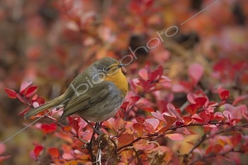 Biosphoto | 1612165 | robin on a branch Vosges France | &copy; Patrice Correia / Biosphoto
