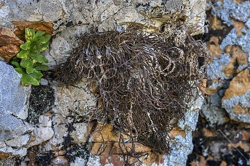 Biosphoto | 2565927 | Roccella tinctoria sur du granite à Roccapina (Corse du Sud). Lichen fruticuleux saxicole thermophile des surplombs rocheux. Certaines espèces du genre Roccella sont parmi les très rares lichens à avoir reçu un nom vernaculaire générique en langue française en raison de leurs propriétés tinctoriales : ils sont désignés sous le nom d'orseilles. | &copy; Jean-Philippe Delobelle / Biosphoto