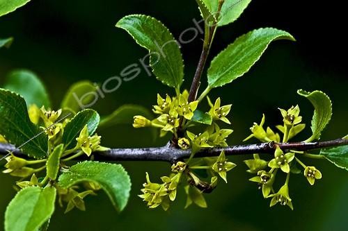Biosphoto | 2068547 | Rock buckthorn (Rhamnus saxatilis Jacq.) (=Rhamnus infectorius L.) in bloom. pYrenees. Huesca. Aragon. Spain. | &copy; Antoni Agelet / Biosphoto