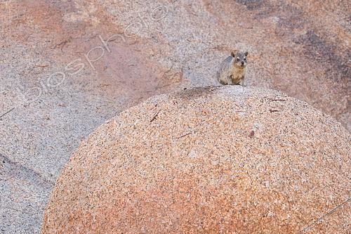 Biosphoto | 2581502 | Rock hyrax (Procavia capensis) on a perfectly rounded boulder, Spitzkoppe, Namibia | &copy; Daniel Zuppinger / Biosphoto