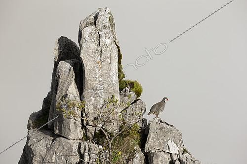 Biosphoto | 2078127 | Rock Partridge ( Alectoris graeca ) on rock , Alps, Switzerland | &copy; Olivier Born / Biosphoto