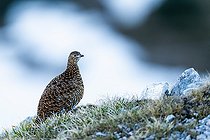 Biosphoto | 2583366 | Rock Ptarmigan (Lagopus muta) in the grass at the top of a mountain, Alps, Austria. | &copy; Ervin Horesnyík / Biosphoto