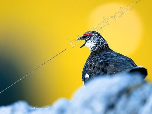 Biosphoto | 2602942 | Rock Ptarmigan (Lagopus muta) on a rock, Alps, Austria | &copy; Ervin Horesnyík / Biosphoto
