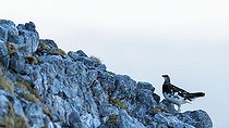 Biosphoto | 2583370 | Rock ptarmigan (Lagopus muta) on a rock at the top of a mountain, Alps, Austria. | &copy; Ervin Horesnyík / Biosphoto