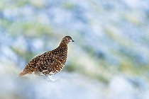 Biosphoto | 2583371 | Rock ptarmigan (Lagopus muta) on a rock at the top of a mountain, Alps, Austria. | &copy; Ervin Horesnyík / Biosphoto