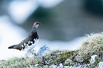 Biosphoto | 2583365 | Rock ptarmigan (Lagopus muta) on a rock in the mountains, Alps, Austria | &copy; Ervin Horesnyík / Biosphoto