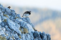 Biosphoto | 2583369 | Rock Ptarmigan (Lagopus muta) pair on a rock at the top of a mountain, Alps, Austria. | &copy; Ervin Horesnyík / Biosphoto
