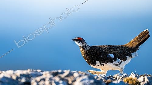 Biosphoto | 2602944 | Rock Ptarmigan (Lagopus muta) walking on rock, Alps, Austria | &copy; Ervin Horesnyík / Biosphoto