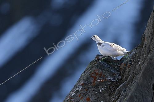 Biosphoto | 2081029 | Rock Ptarmigan ( Lagopus mutus ) female in the Valais Alps , Switzerland. Autumn moult change. | &copy; Olivier Born / Biosphoto