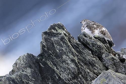 Biosphoto | 2081031 | Rock Ptarmigan ( Lagopus mutus ) female in the Valais Alps , Switzerland. Autumn moult change. | &copy; Olivier Born / Biosphoto