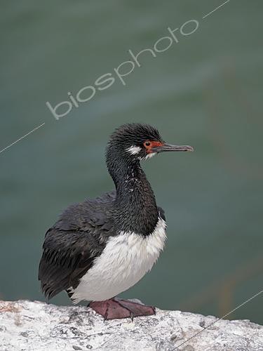 Biosphoto | 2622052 | Rock Shag or Magellanic Cormorant (Phalacrocorax magellanicus). South America, Falkland Islands, Bleaker Island, January | &copy; Martin Zwick / Biosphoto