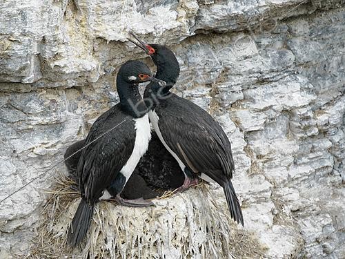 Biosphoto | 2622053 | Rock Shag or Magellanic Cormorant (Phalacrocorax magellanicus) on nest in the cliffs of Bleaker Island. South America, Falkland Islands, January | &copy; Martin Zwick / Biosphoto
