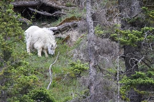 Biosphoto | 2035340 | Rocky Mountain goat grazing - Jasper Canada | &copy; Óscar Díez Martínez / Biosphoto