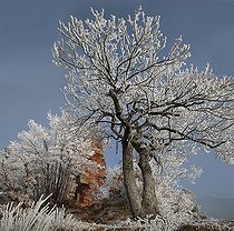 Biosphoto | 2462414 | Rocky piton made of Windstein sandstone and frosted oaks, Vosges du Nord Regional Nature Park, France | &copy; Michel Rauch / Biosphoto