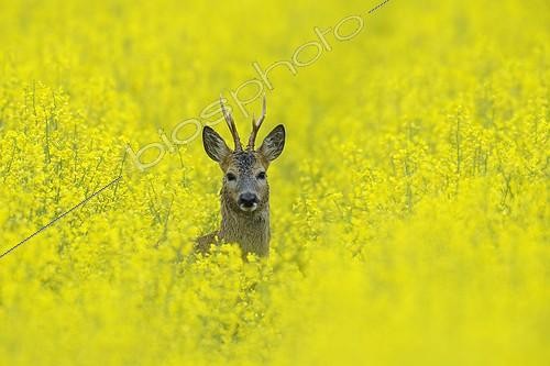 Biosphoto | 1041723 | Roe buck in spring in a rape field Hesse Germany | &copy; Michael Breuer / Biosphoto
