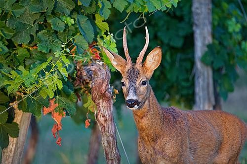 Biosphoto | 2626023 | Roe deer (Capreolus capreolus) buck in a vineyard early in the morning during summer, Gironde, Nouvelle-Aquitaine, France. | &copy; Bernard Dubreuil / Biosphoto